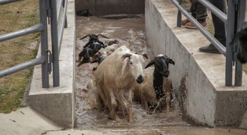 Construction of animal sanitation bath in Guchin-Us Soum of Uvurkhangai Aimag