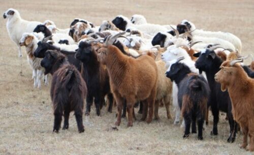 Contributions to sustaining livelihood in Baruunbayan-Ulaan Soum of Uvurkhangai Aimag